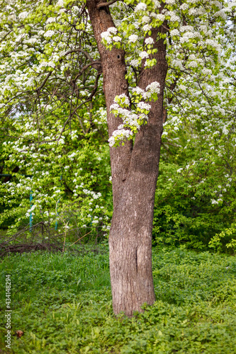 spring blooming fruit tree leaves trunk