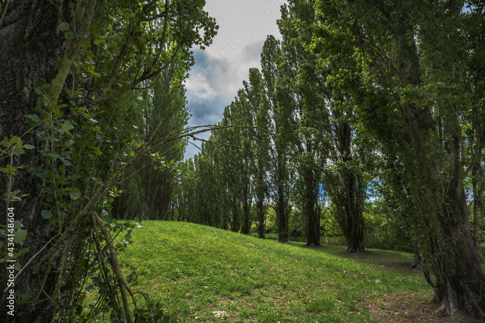 Obraz premium Scenic and beautiful view of trees inside the park of Ferrara