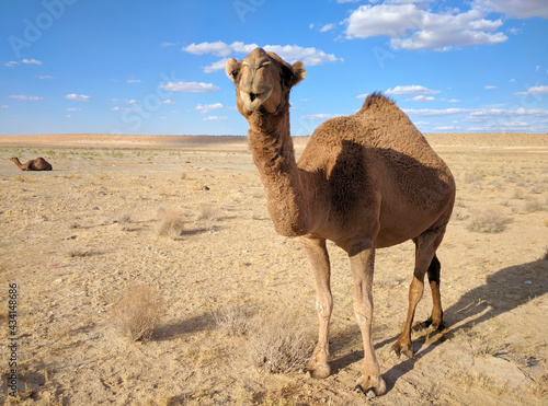 Dromedary  also called the Arabian camel in desert of Turkmenistan 