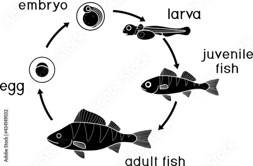 Silhouette of fish life cycle. Sequence of stages of development of perch (Perca fluviatilis) freshwater fish from egg to adult animal