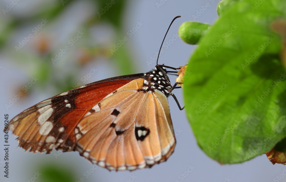Fototapeta premium Selective focus shot of a butterfly perched on a flower