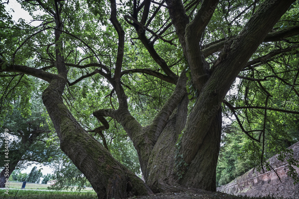 Scenic view of a beautiful tree