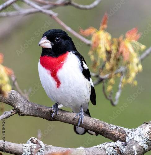 Male Rose Breasted Grosbeak ( Pheucticus ludovicianus) Perched on Branch Front View
 photo
