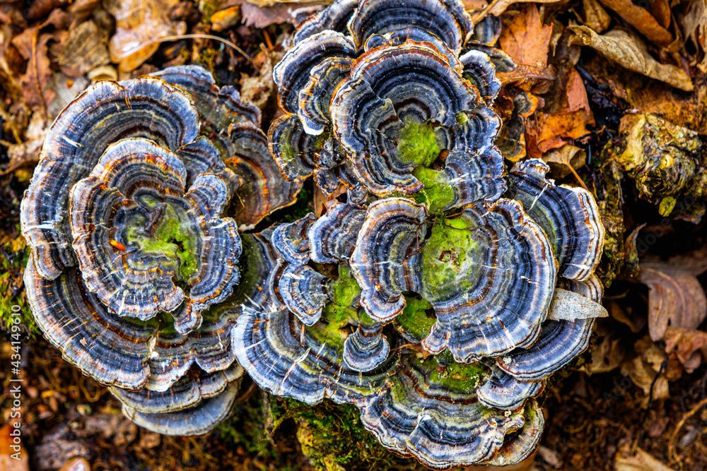 multicolored fungi on a log with dry leaves