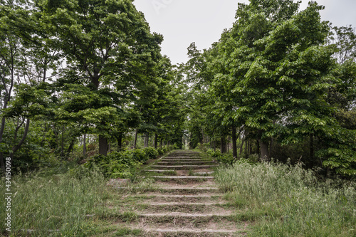 Scenic view of stairs into the nature
