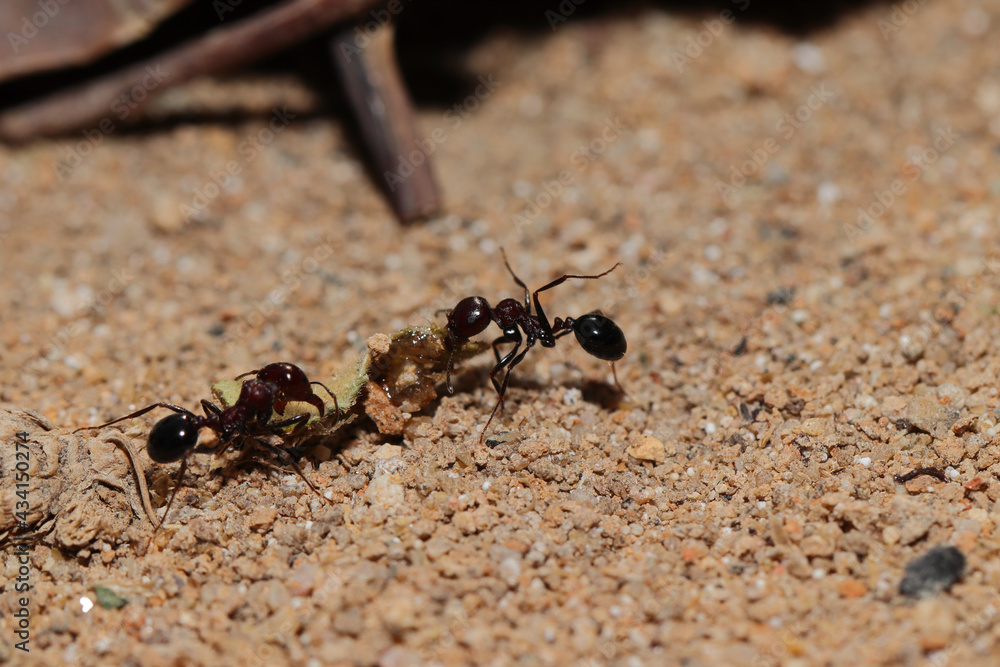 Selective focus shot of ants carrying their food on the ground Selective focus shot of ants carrying their food on the ground