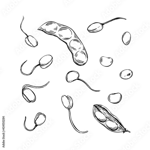 Hand drawn soybean sketch sprout plant. Vector hand drawn illustration. Black outline. Illustration icon. Design element. Isolated vector illustrations. Vector graphic element. Nature illustration.