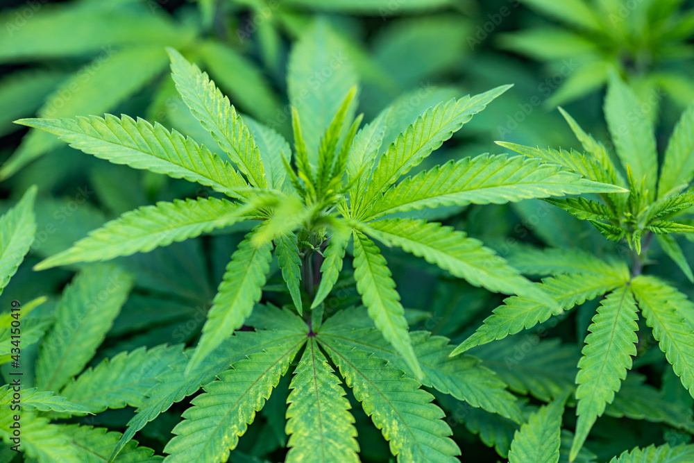 Small legal marijuana bud growing. Close Up on Cannabis Plant