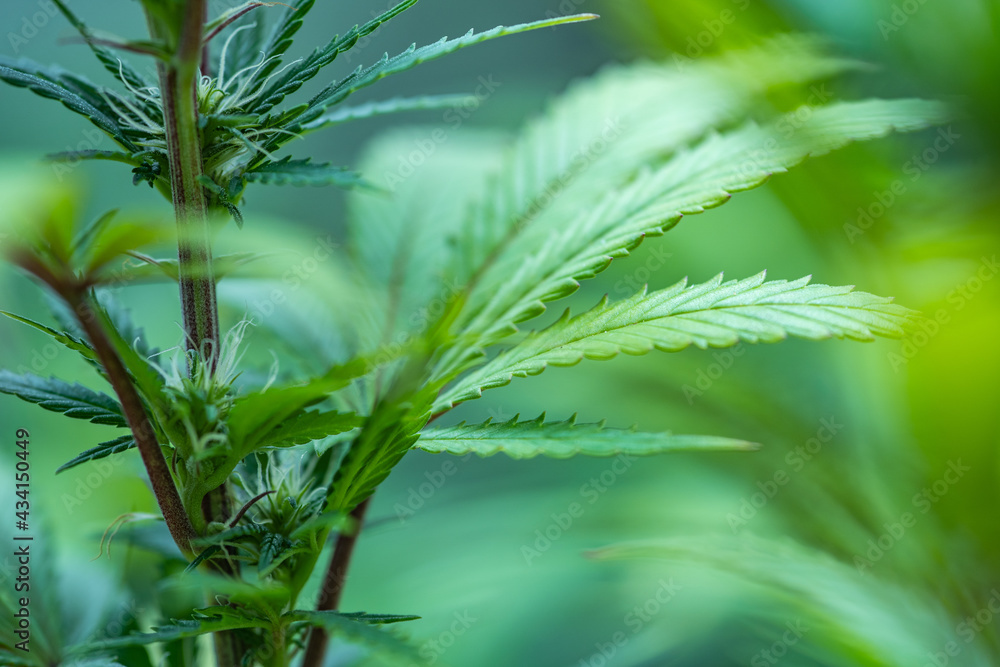 Small legal marijuana bud growing. Close Up on Cannabis Plant