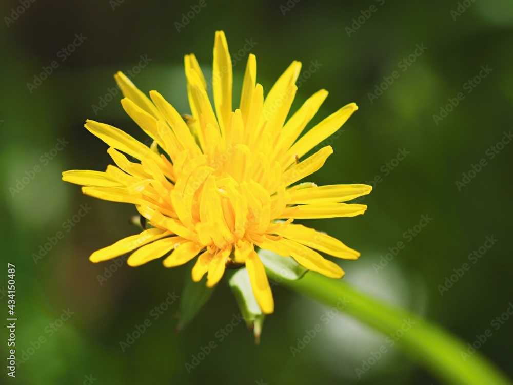Dandelion flower on a mountain meadow in Celadna in the Beskydy Mountains in Moravia in the Czech Republic. Dandelion flower on a mountain meadow in Celadna in the Beskydy Mountains in Moravia in the Czech Republic.