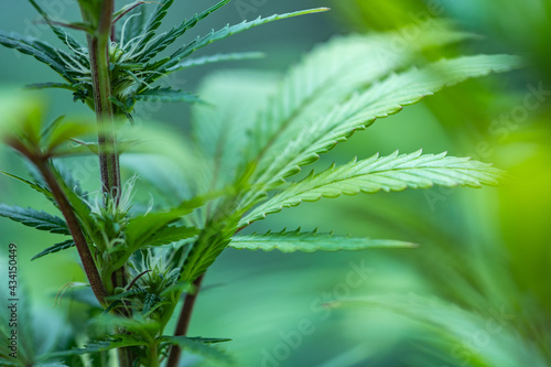 Obraz na płótnie Small legal marijuana bud growing. Close Up on Cannabis Plant
w salonie