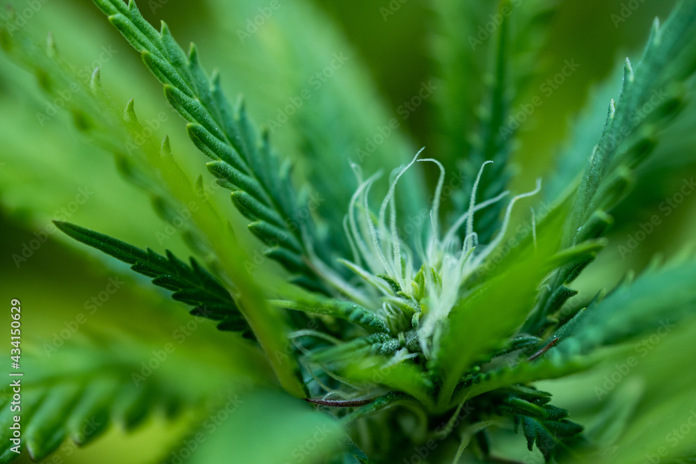 Small legal marijuana bud growing. Close Up on Cannabis Plant