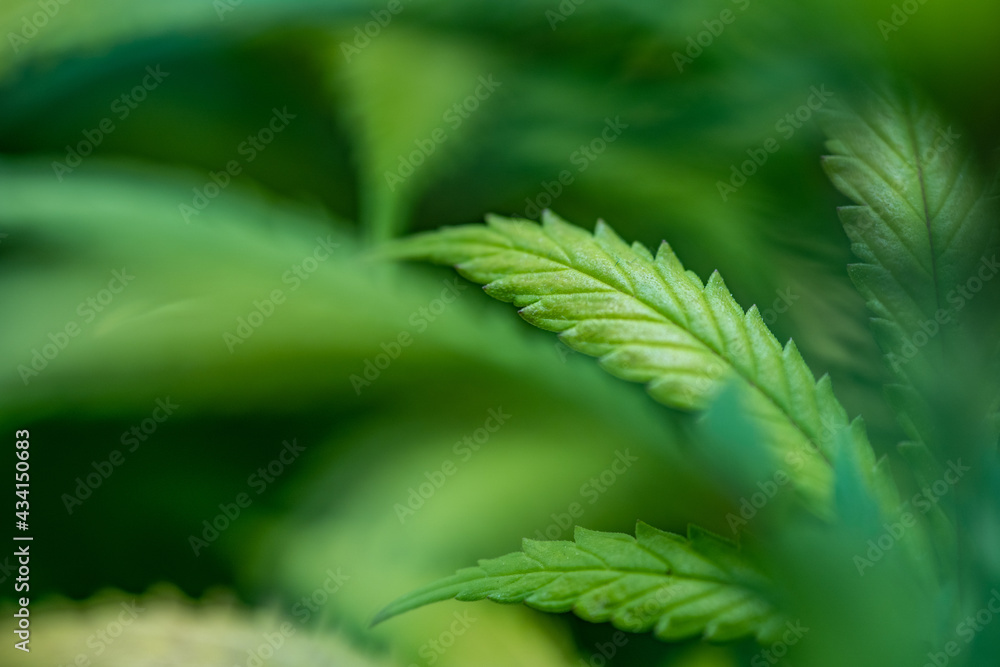 Small legal marijuana bud growing. Close Up on Cannabis Plant