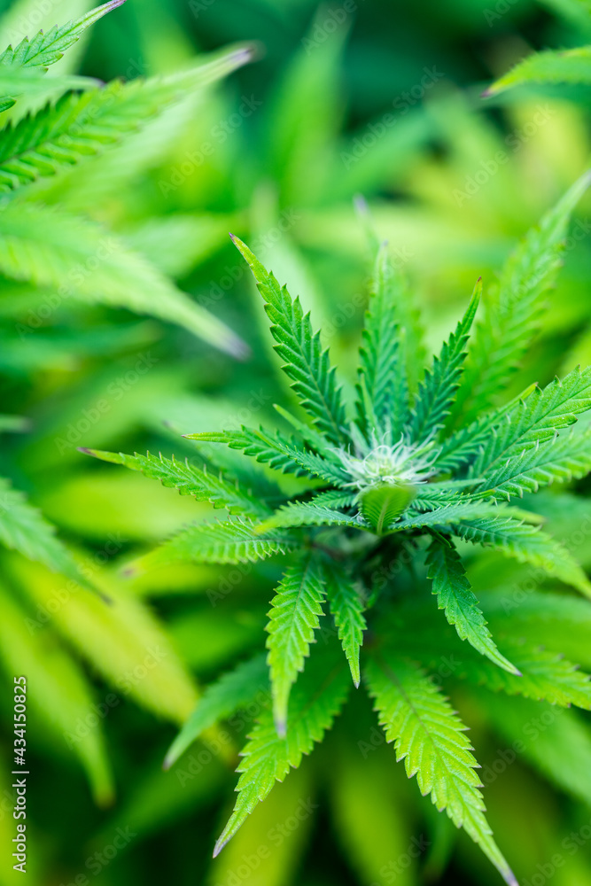 Small legal marijuana bud growing. Close Up on Cannabis Plant