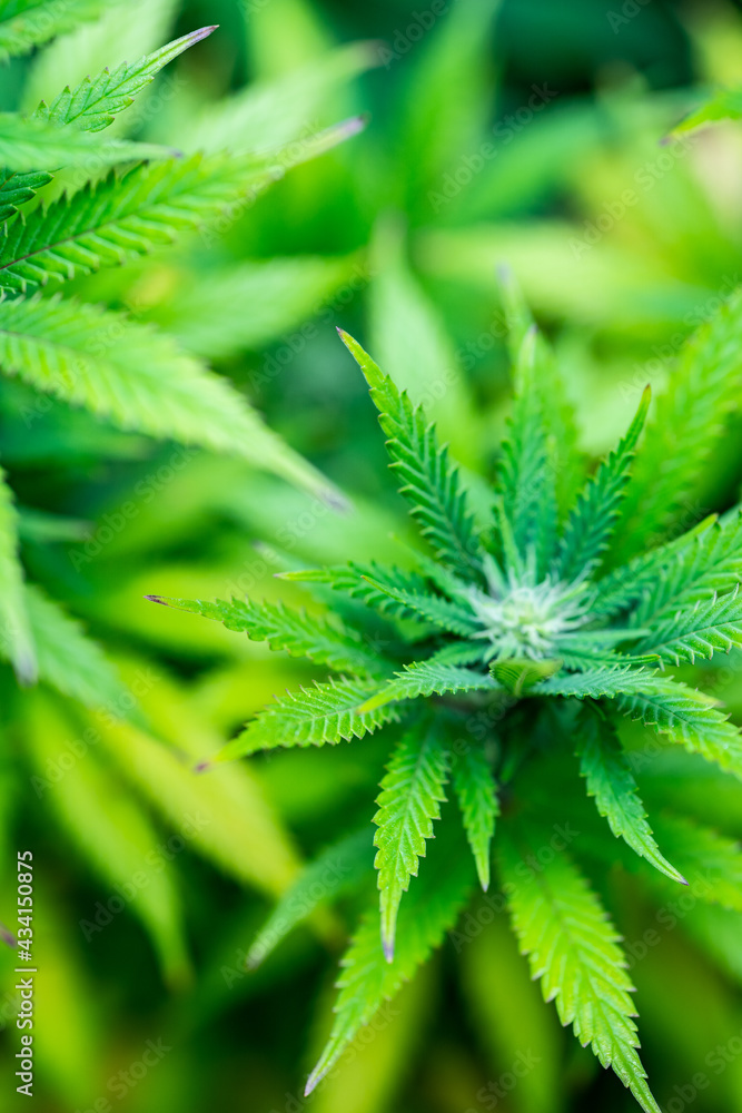 Small legal marijuana bud growing. Close Up on Cannabis Plant