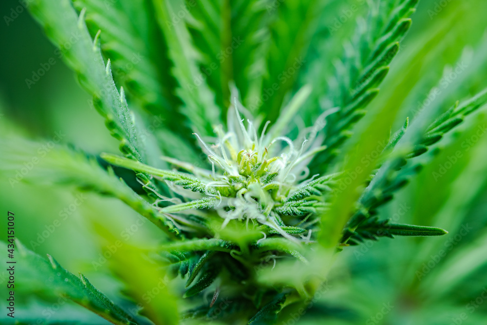 Small legal marijuana bud growing. Close Up on Cannabis Plant