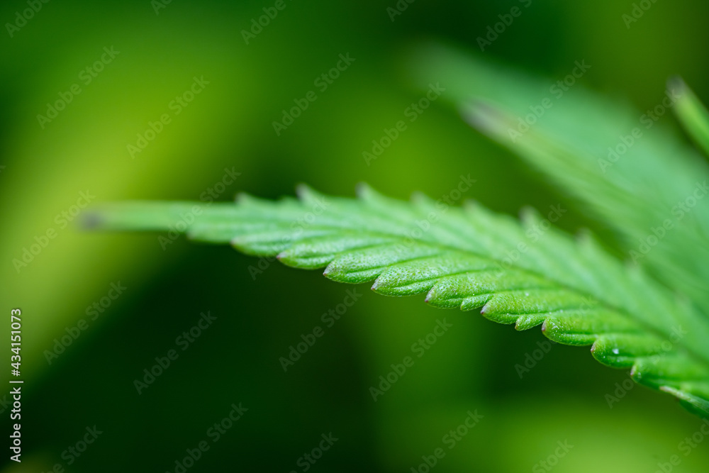 Small legal marijuana bud growing. Close Up on Cannabis Plant
