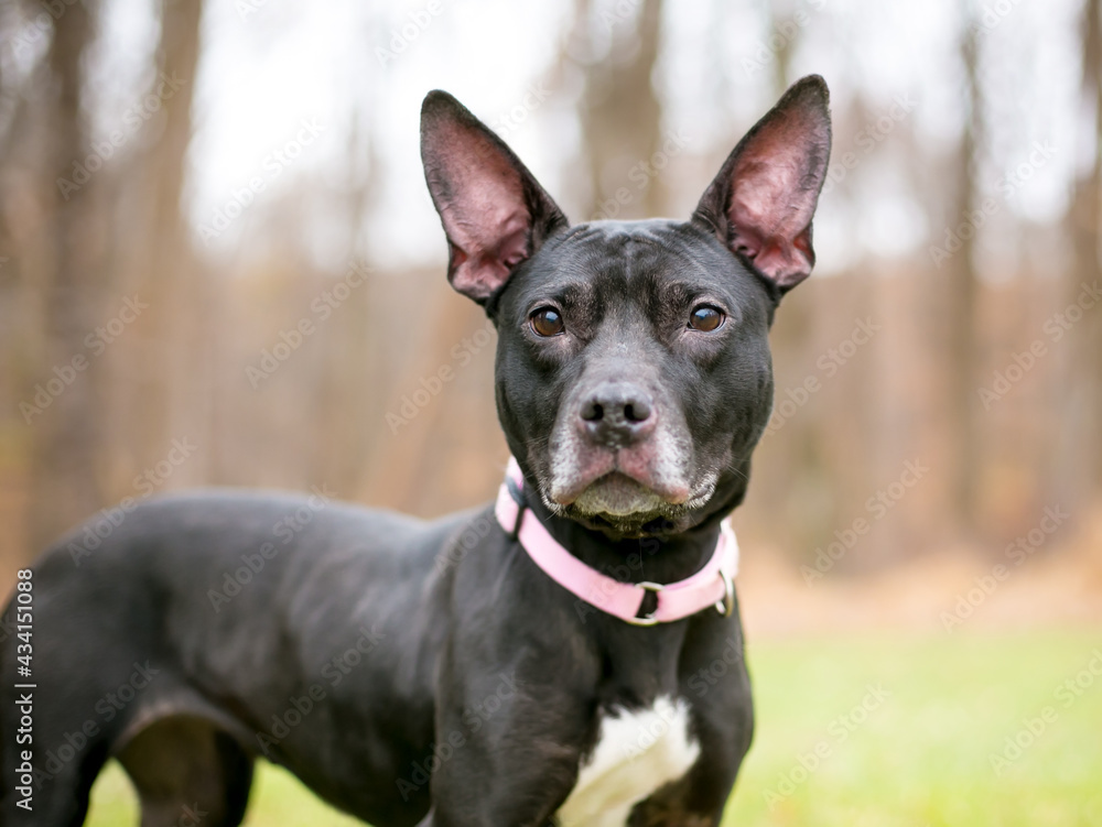 A black and white Pit Bull Terrier mixed breed dog with large ears and wearing a collar