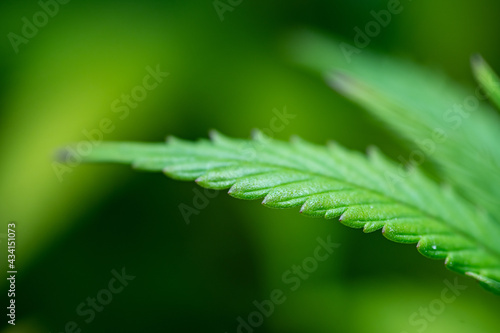 Obraz na płótnie Small legal marijuana bud growing. Close Up on Cannabis Plant
w salonie
