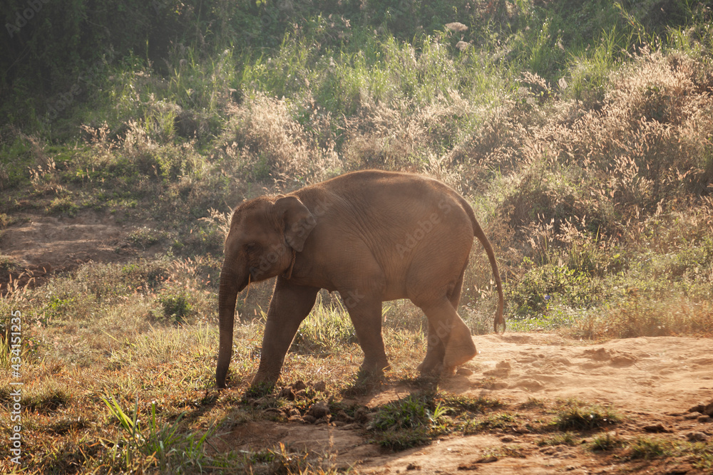Baby Elephant In Morning Sun Asian Elephant Grass Natural Environment