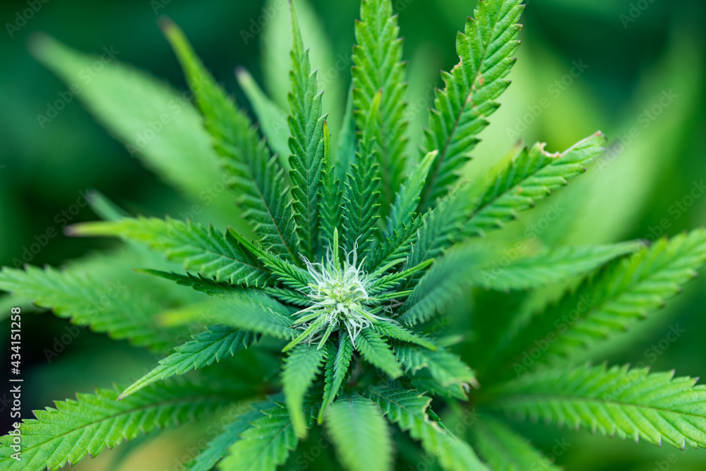 Small legal marijuana bud growing. Close Up on Cannabis Plant