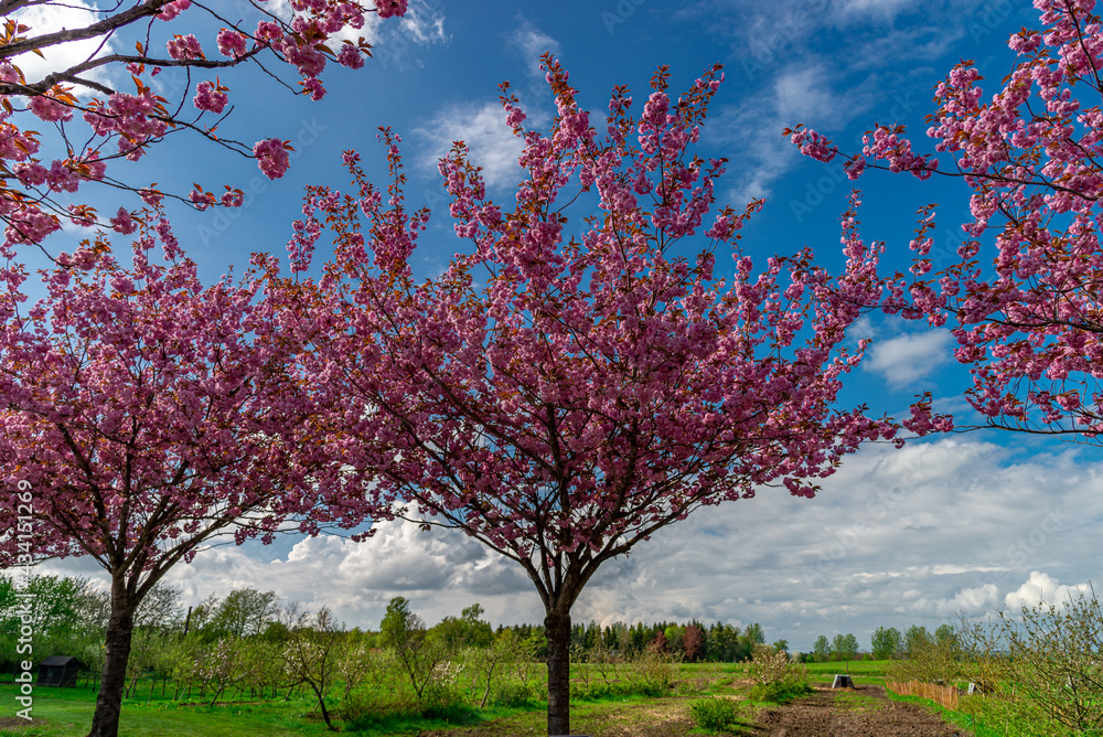 Japanese cherry trees, with pink colored flowers