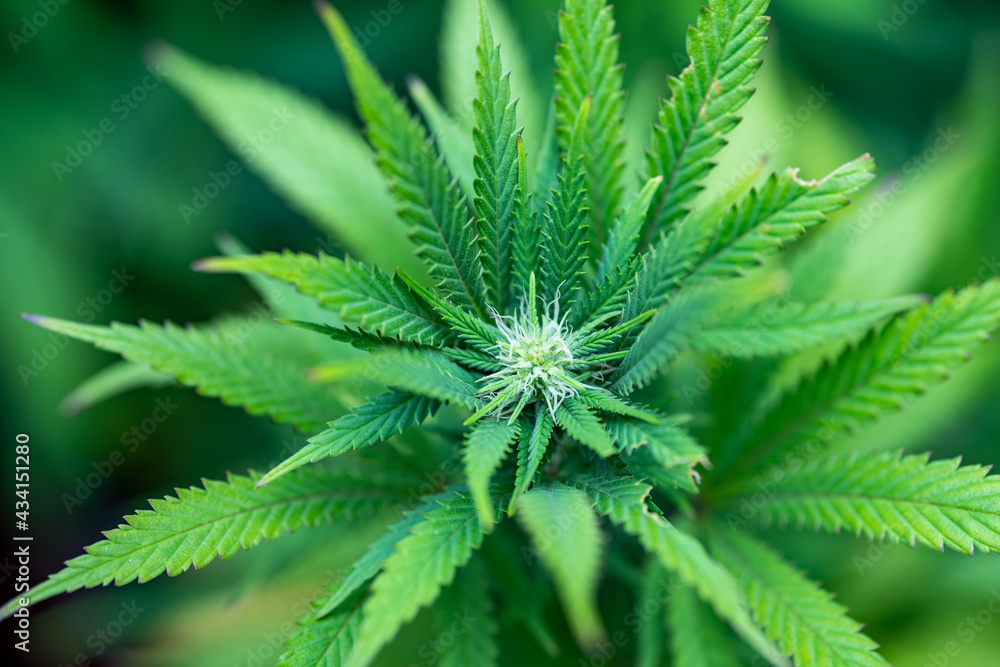 Small legal marijuana bud growing. Close Up on Cannabis Plant
