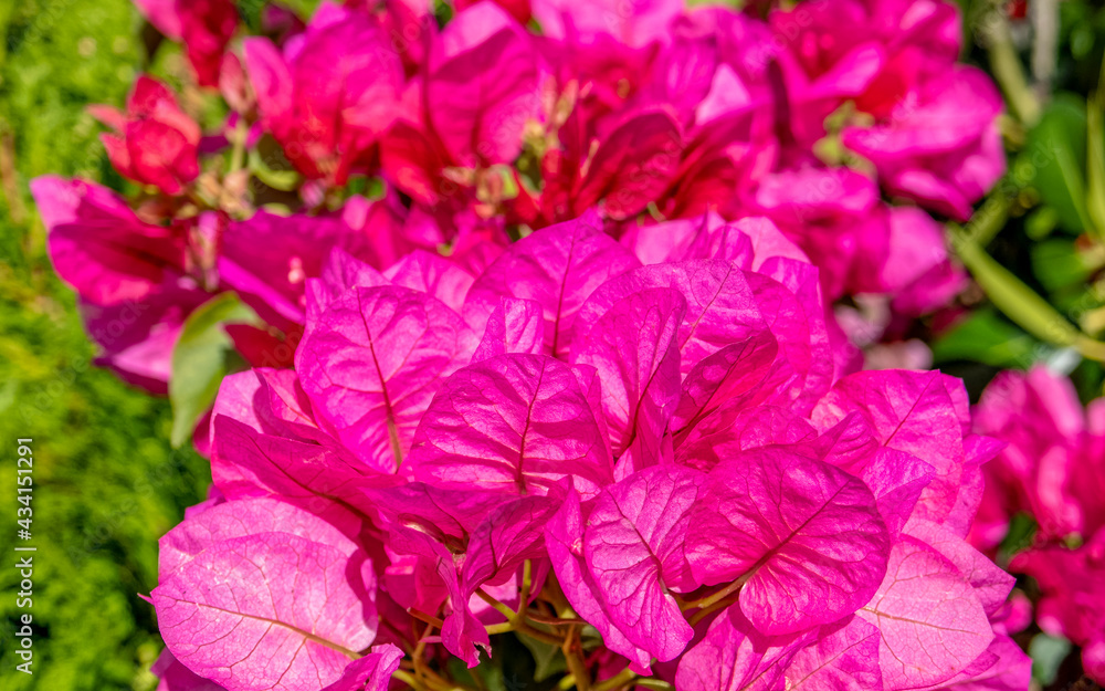 colorful bougainvillea flowers closeup in the garden, natural pattern background