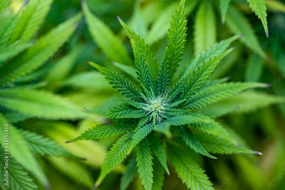 Small legal marijuana bud growing. Close Up on Cannabis Plant