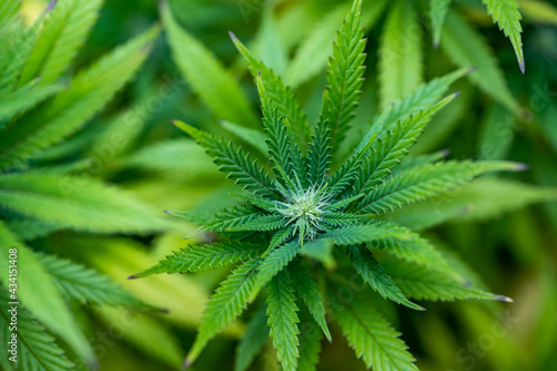 Small legal marijuana bud growing. Close Up on Cannabis Plant 