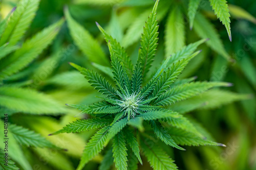 Obraz na płótnie Small legal marijuana bud growing. Close Up on Cannabis Plant
w salonie