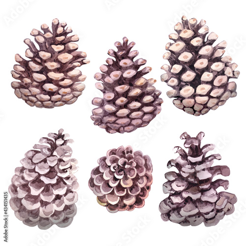 Watercolor pine cones on white background