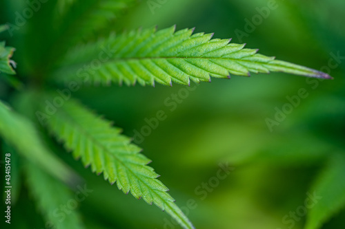 Small legal marijuana bud growing. Close Up on Cannabis Plant 