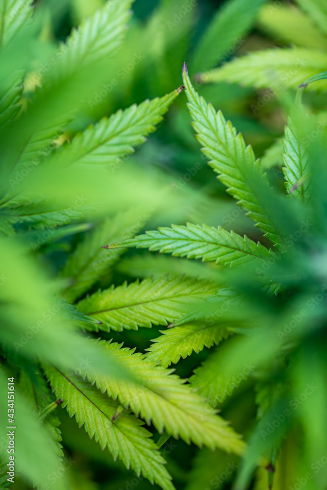 Small legal marijuana bud growing. Close Up on Cannabis Plant