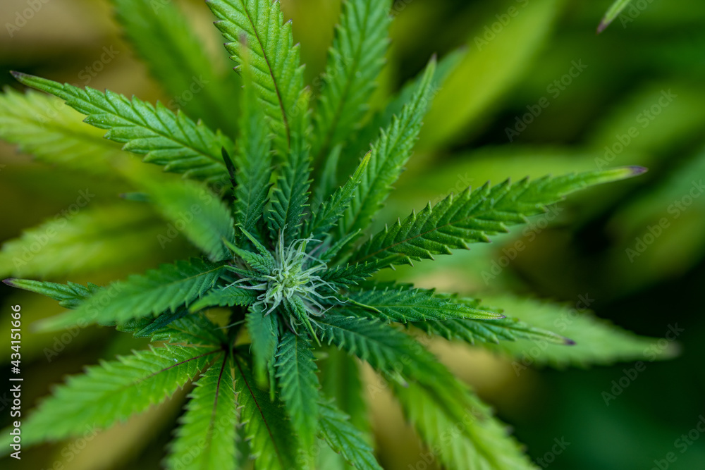 Small legal marijuana bud growing. Close Up on Cannabis Plant
Small legal marijuana bud growing. Close Up on Cannabis Plant