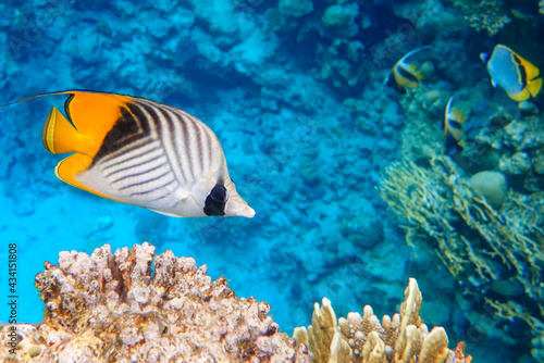 Fototapeta Naklejka Na Ścianę i Meble -  Coral fish - Threadfin butterflyfish (chaetodon auriga) - Red Sea