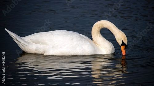 A Swan swimming in a lake
