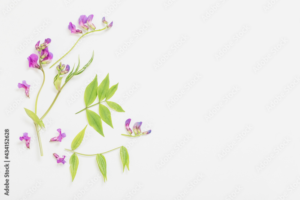 pink wild flowers on white paper background