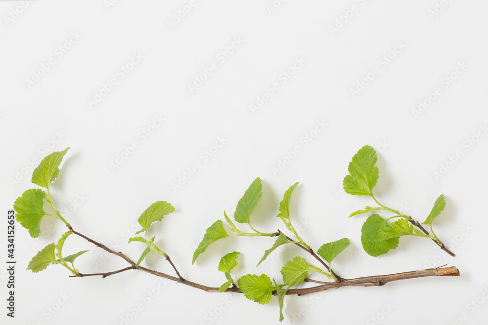 young green leaves on branches on paper background