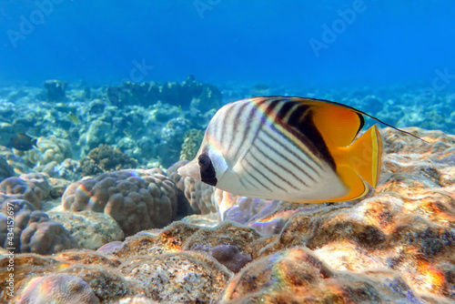 Coral fish - Threadfin butterflyfish (chaetodon auriga) - Red Sea