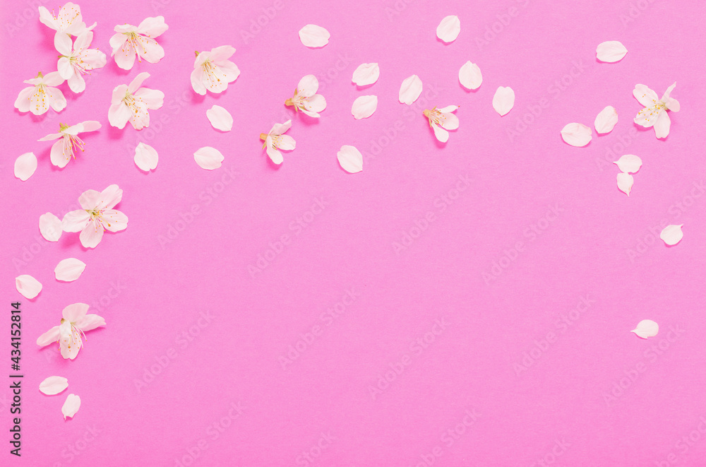 spring flowers on pink paper background