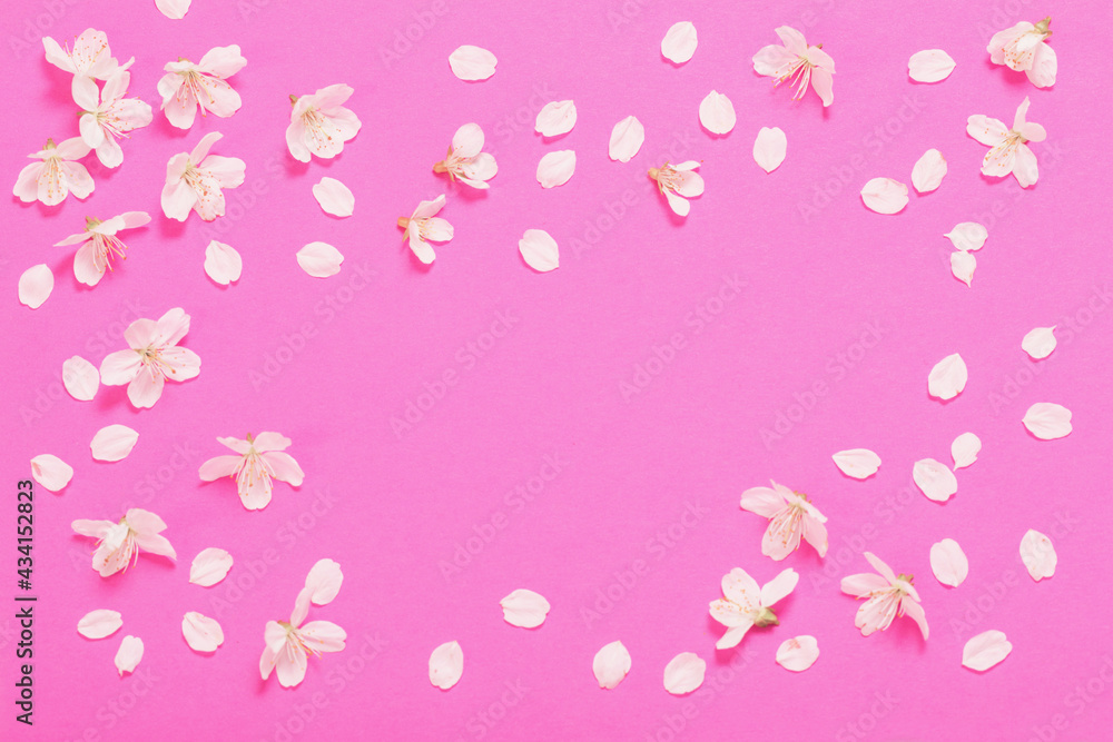 spring flowers on pink paper background