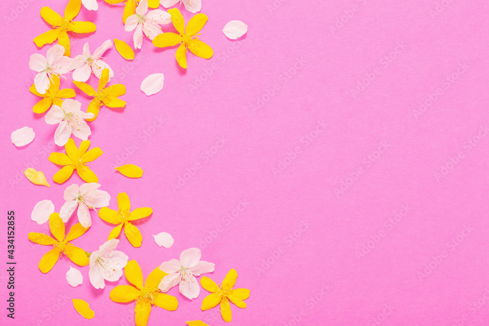 spring white and yellow flowers on pink paper background spring white and yellow flowers on pink paper background