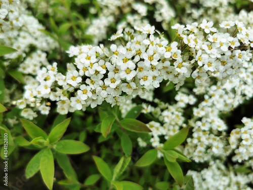 Closeup shot of white Snowmound flowers with green leaves photo