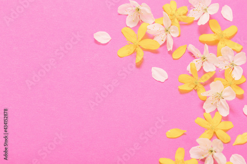 spring white and yellow flowers on pink paper background