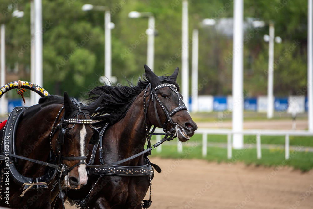 beautiful horses on the race at the opening of the season at the racetrack on a sunny day beautiful horses on the race at the opening of the season at the racetrack on a sunny day