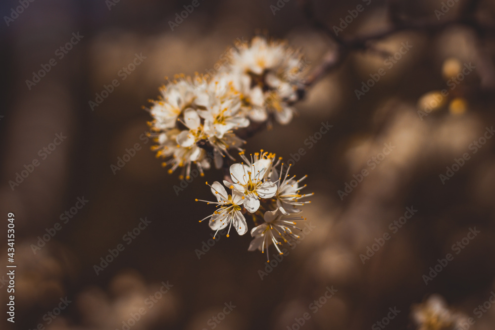 Closeup of the cherry flowers in blossom