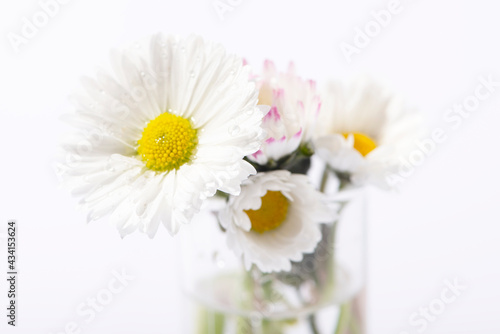 Bouquet of daisy flower on white background.