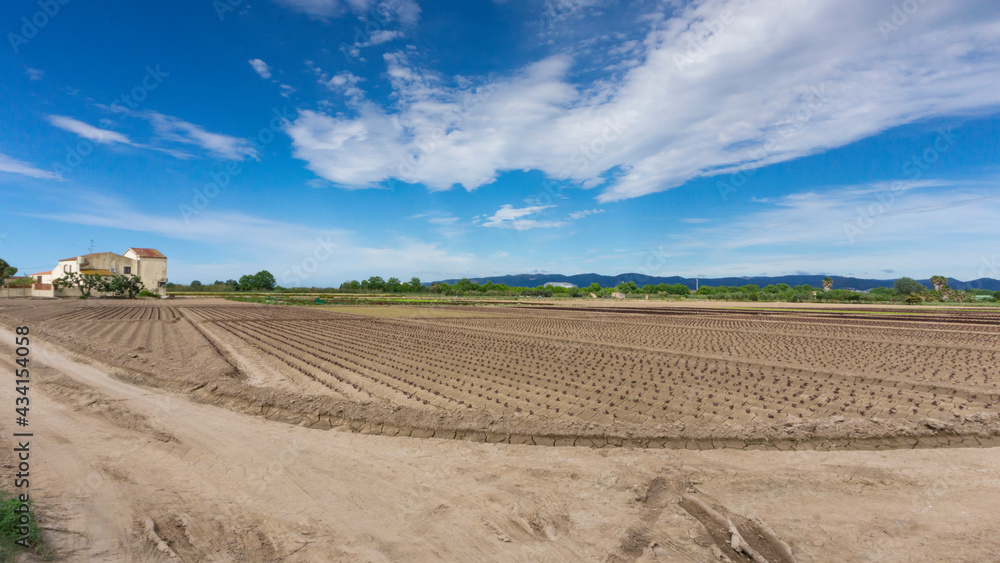 field dedicated to growing vegetables on a farm