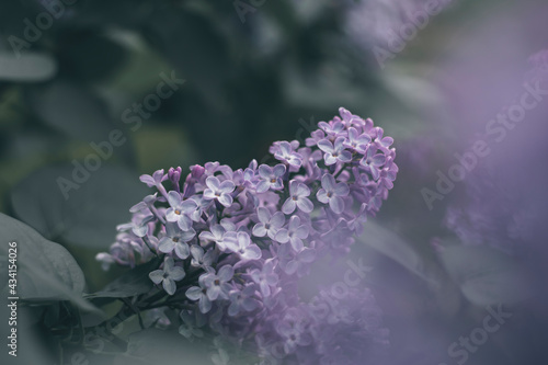 Lilac blooms. A beautiful bunch of lilac closeup photography